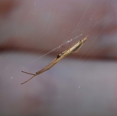 Tetragnatha caudicula