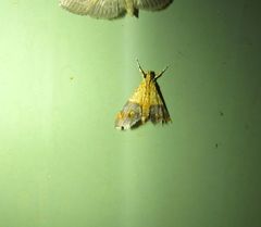 Tetracona amathealis