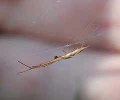 Tetragnatha caudicula