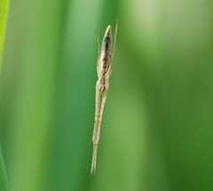 Tetragnatha caudicula