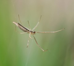 Tetragnatha caudicula