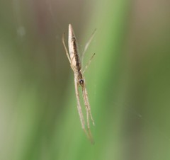 Tetragnatha caudicula