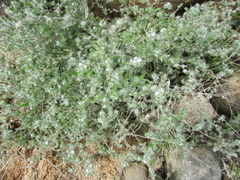 Cryptantha barbigera