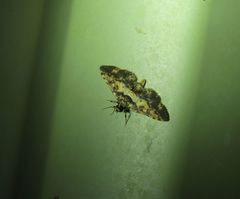 Nacoleia amphicedalis