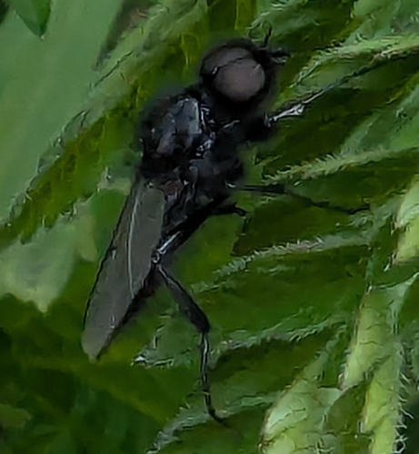 St Mark's fly