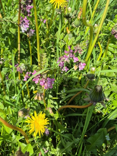 Bush Vetch