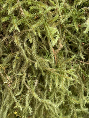 Antitrichia curtipendula