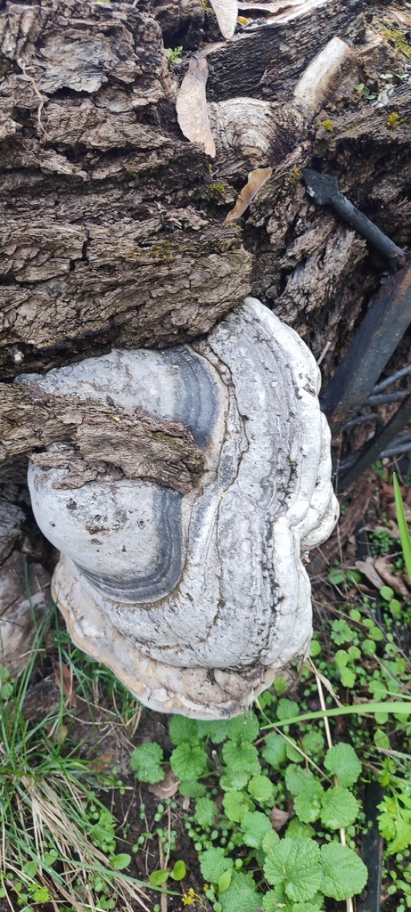 Fomes fomentarius · April 2026 · photo: © tanya_ivus (iNaturalist, cc-by)