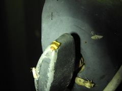 Heterallactis phlogozona