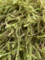 Antitrichia curtipendula