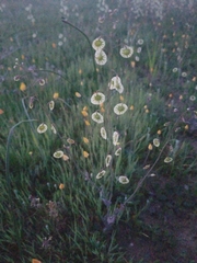 Thysanocarpus radians