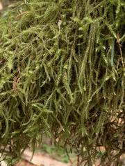 Antitrichia curtipendula