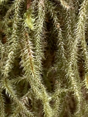 Antitrichia curtipendula