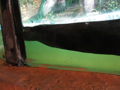 Lontra