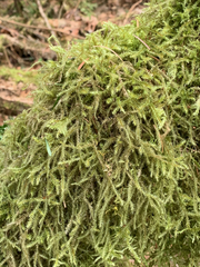 Antitrichia curtipendula