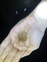 Ambystoma 'unisexual complex'