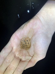 Ambystoma 'unisexual complex'