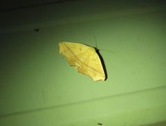 Xanthanomis fuscifrons