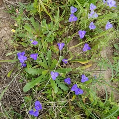 Tradescantia subacaulis