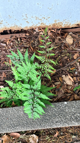 Anisocampium niponicum