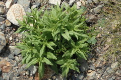 Diplacus clevelandii