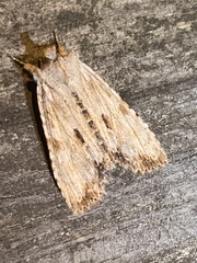 Lithophane patefacta