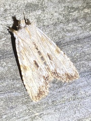 Lithophane patefacta