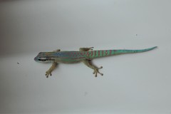 Phelsuma ornata