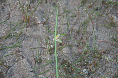 Image of Schoenoplectiella purshiana by (c) Derek, some rights reserved (CC BY)
