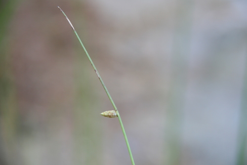 Image of Schoenoplectiella purshiana by (c) Derek, some rights reserved (CC BY)