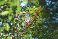 Media resource of Polioptila caerulea