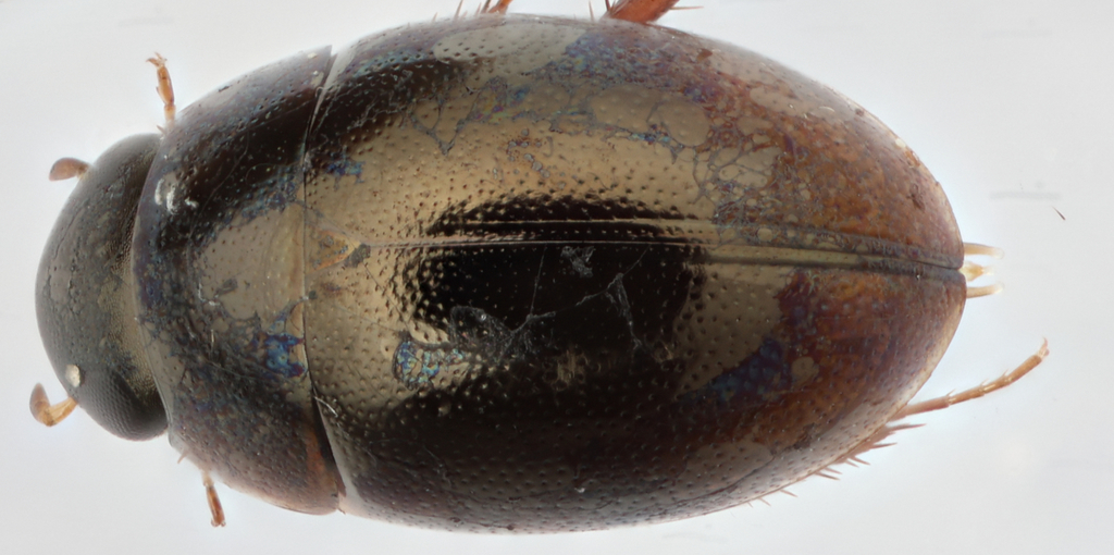 Paracymus confusus