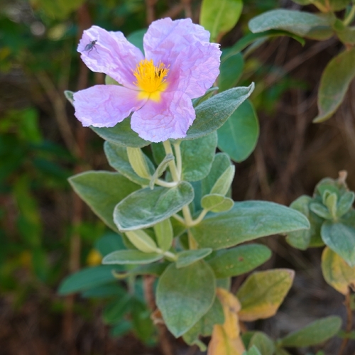 Avistamiento Cistus albidus