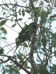 Psittacula alexandri fasciata