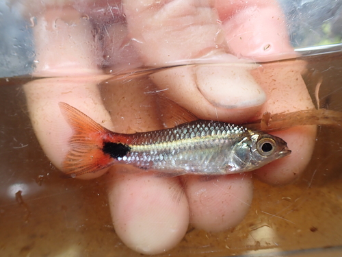 Cryptic curimata (Curimatopsis crypticus) — Curimatidae — 4