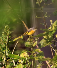 Pericrocotus ethologus