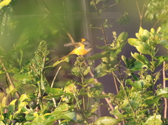 Pericrocotus ethologus