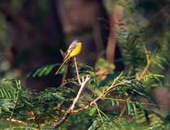 Pericrocotus ethologus