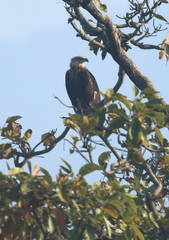 Haliaeetus leucoryphus