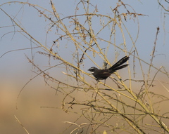 Rhipidura albicollis