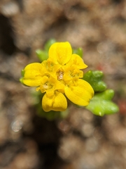 Eriophyllum multicaule