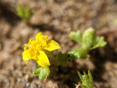Eriophyllum multicaule