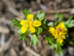 Eriophyllum multicaule