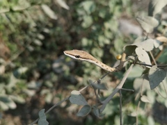 Oxybelis potosiensis