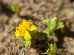 Eriophyllum multicaule