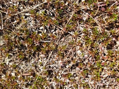 Ludwigia repens
