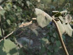 Oxybelis potosiensis