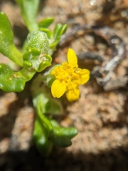 Eriophyllum multicaule