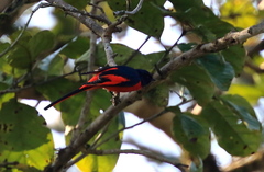 Pericrocotus ethologus