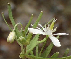 Meconella denticulata